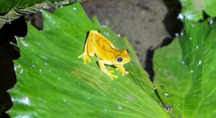 Brilliant Forest Frog (Craugastor bransfordii) perched on wet green leaf in tropical jungle, Costa Rica