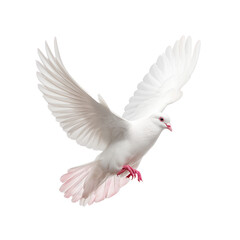 Fototapeta premium Majestic White Dove in Flight: A Symbol of Peace and Freedom , isolated on white background png