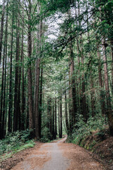 Fototapeta premium Leaf covered trail curving through redwood trees