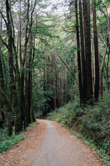 Naklejka premium Leaf covered trail curving through redwood trees