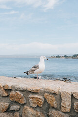 Seagull standing on stone wall overlooking Monterey Bay