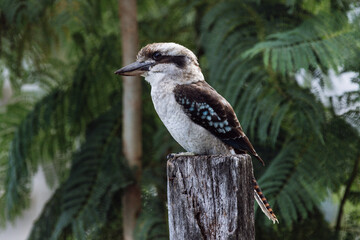 Kookaburra perched on a wooden fence post in Australia