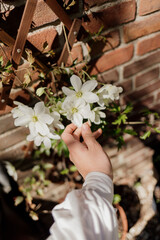 Woman gently touching white flowers in soft sunlight.
