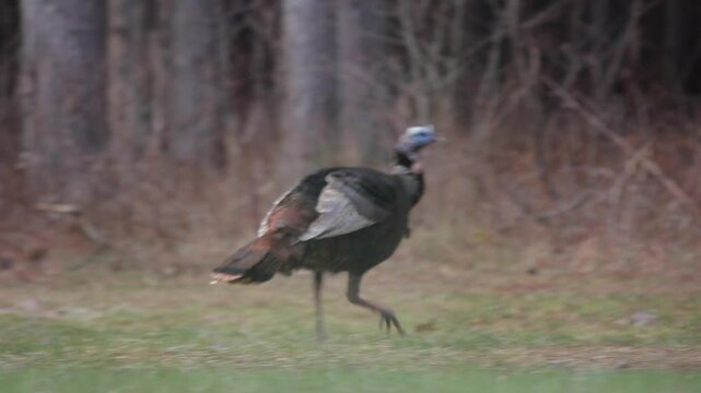 Bearded Turkey Walking On A Lawn