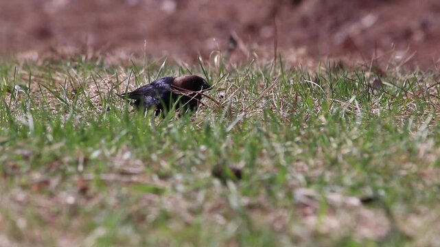 Brown-headed cowbird pecking at ground