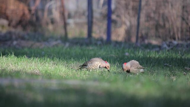 Two Northern Flickers Hunting For Food