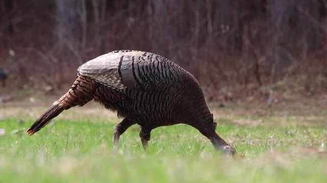 Wild turkey pecking at lawn looking for bugs