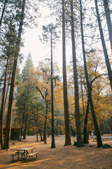 Yosemite National Park Campgrounds in the Fall with Orange and Y