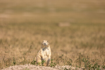 Praire dog standing looking at the camera