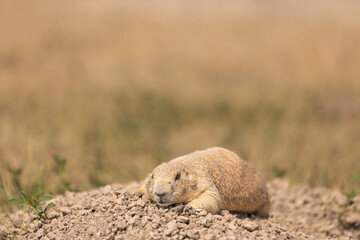 praise dog laying down in the sun outside their burrow