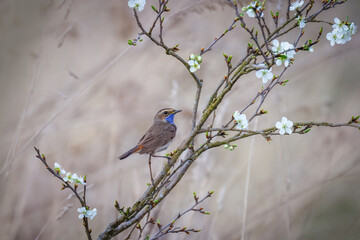A male bluethroat sits on the branch of blooming tree
