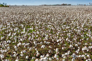 Field of cotton plants ready for harvest in rural USA