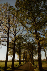 Fototapeta premium Rural view of a forest path at golden hour in spring
