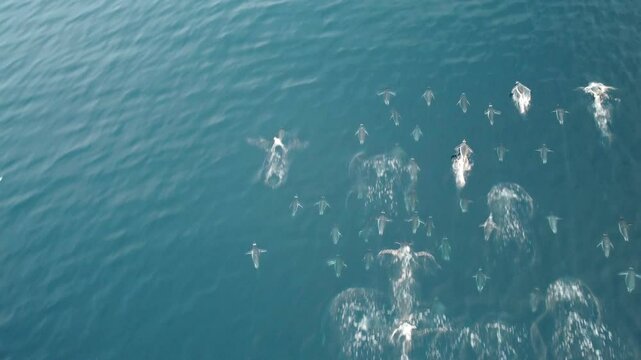 Dron view of gentoo penguins swimming into the ocean. 4k video.