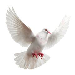 Majestic White Dove in Flight , isolated on white background png