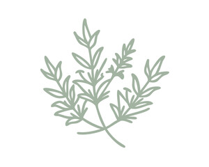 Alpine Mint Bush Line Art Illustration