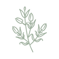 Crowea Saligna Line Art Botanical Illustration