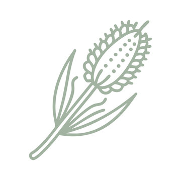 sage green plant outline on white clip art preview