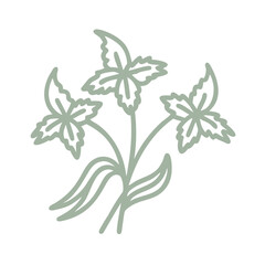 Fringed Violet Thysanotus Tuberosus Line Art