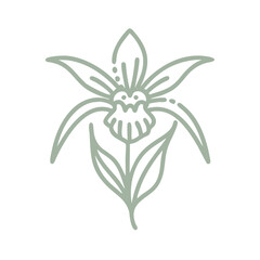 Green Spider Orchid Line Art Illustration