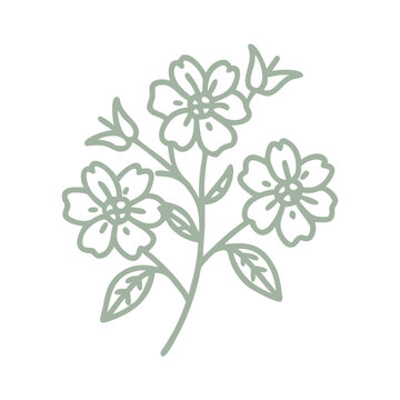 Hibbertia Pedunculata Flower Line Art Illustration