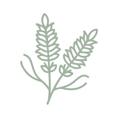 Mulla Mulla Ptilotus Minimalist Line Art Illustration