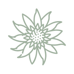 Pink Flannel Flower Line Art Illustration