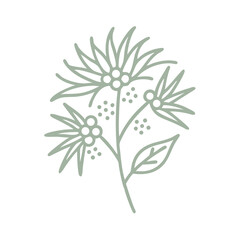 Silver Princess Eucalyptus Caesia Line Art