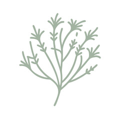 Minimalist Spinifex Hirsutus Plant Illustration