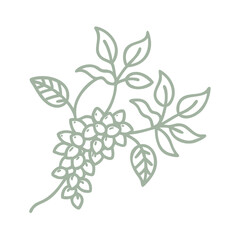 Minimalist Wisteria Sinensis Branch Line Art