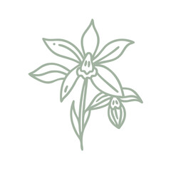 Cowslip Orchid Line Art Illustration