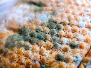 Mold growing on a loaf of bread, mold, brown spots, mold