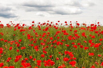 Field of red poppies against a cloudy sky