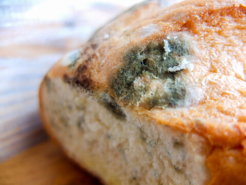 Mold growing on a loaf of bread, mold, brown spots, mold