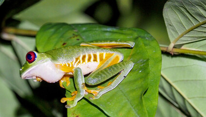 Red-eyed Tree Frog (Agalychnis callidryas) climbing on green leaf in tropical rainforest, Costa Rica