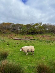Islay, Scotland’s whisky haven, blends rugged natural beauty with pristine seas and abundant birdlife. Known for peaty single malts and serene coastal landscapes, it’s a gem for nature and spirits-the