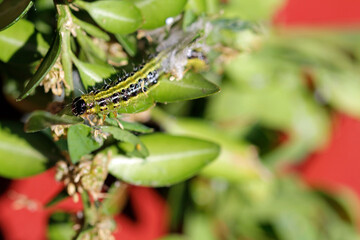 Caterpillar of the box tree moth