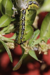 Caterpillar of the box tree moth