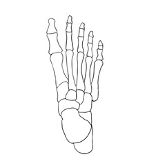 vector illustration of foot skeleton