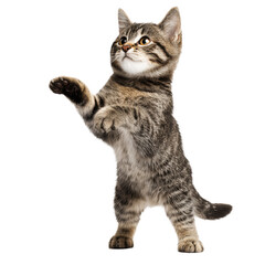 Obraz premium Playful Kitten Standing on its Paws , isolated on white background png