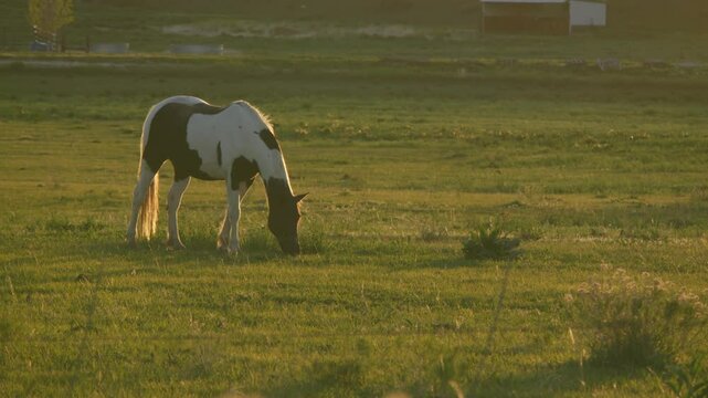 A medium shot of a beautiful spotted horse grazing on a meadow in Colorado, during the spring. Backlit by the sunset with lots of small bugs glowing in the lighting.