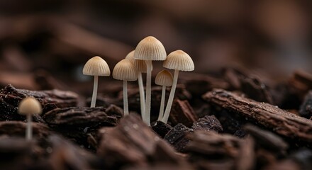 Mushrooms Growing on Bark Close Up Nature Photography