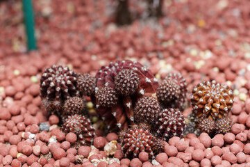 Close-up of a red-colored Red Pie (Rebutia marsoneri 'kraiziana) cactus
