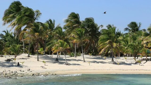 Palm trees and an empty white sand beach on the Caribbean Sea Mexican coast of Costa Maya, Oth&oacute;n P. Blanco, Quintana Roo, Mexico. Idyllic tropical scene, a frigatebird seabird gliding in the breeze.