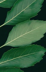 green leaf texture