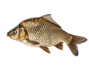A fish is swimming in the water. It is brown and has a black spot on its head