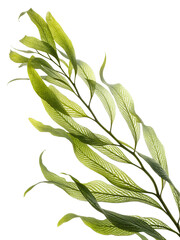 A green leafy plant with a thin stem. The leaf is long and thin, and it is the main focus of the image