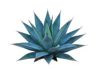 Tropical Agave bush plant isolated on transparent background Generative Ai.
