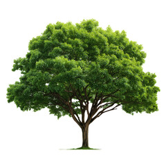 Majestic Green Tree in Nature's Embrace , isolated on white background png