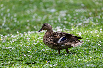 Duck walking on grass field